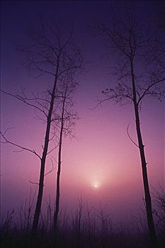 rongbachkim