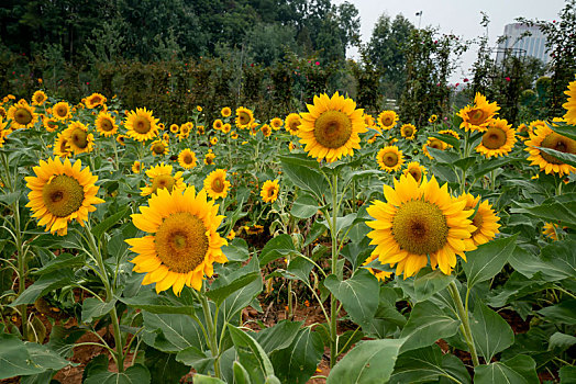 du doan xo so miễn nam