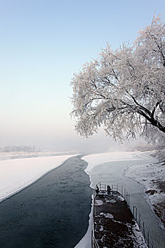 rong bach kim 888 giờ chốt vàng